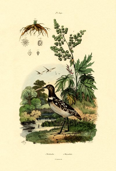 Rhubarbe, 1833-39 - French School